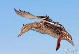 Attēlu rezultāti vaicājumam “Anas platyrhynchos female”
