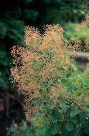 Attēlu rezultāti vaicājumam “Cotinus coggygria”