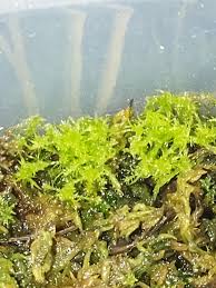 Attēlu rezultāti vaicājumam “Sphagnum magellanicum”