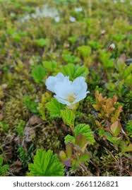 Attēlu rezultāti vaicājumam “Rubus chamaemorus flower”