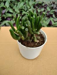 Image result for Crassula hobbit