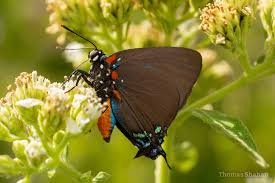 Attēlu rezultāti vaicājumam “Theclinae”