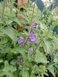 Attēlu rezultāti vaicājumam “Anemone x lipsiensis leaf”