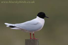 Attēlu rezultāti vaicājumam “Larus minutus adult”