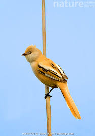 Attēlu rezultāti vaicājumam “Panurus biarmicus female”