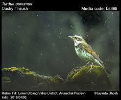 Image result for Turdus eunomus