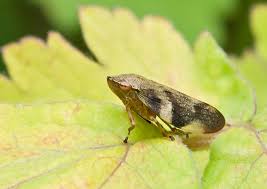 Attēlu rezultāti vaicājumam “Aphrophoridae”