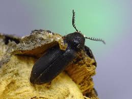 Attēlu rezultāti vaicājumam “Anobiidae”