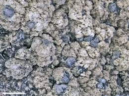 Attēlu rezultāti vaicājumam “Lecanactis abietina”