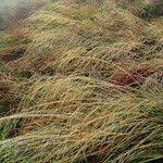 Attēlu rezultāti vaicājumam “Poa nemoralis fruit”