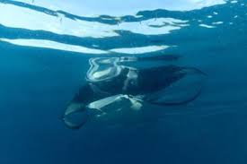 Image result for Mobula alfredi