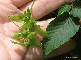 Attēlu rezultāti vaicājumam “Carpinus caroliniana”