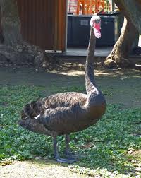 Attēlu rezultāti vaicājumam “Cygnus atratus”