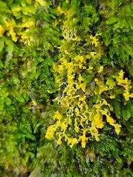 Attēlu rezultāti vaicājumam “Fuligo laevis spores”