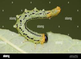 Attēlu rezultāti vaicājumam “Euura brevicornis”