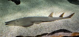 Image result for Pseudobatos lentiginosus