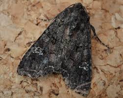 Attēlu rezultāti vaicājumam “Mamestra brassicae exuvia”