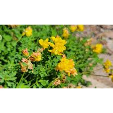 Attēlu rezultāti vaicājumam “Lotus corniculatus flower”