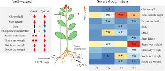Attēlu rezultāti vaicājumam “Lachnum corticale”