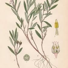 Attēlu rezultāti vaicājumam “Andromeda polifolia fruit”