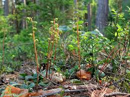 Attēlu rezultāti vaicājumam “Pyrola chlorantha”