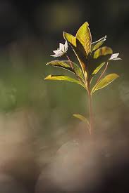 Attēlu rezultāti vaicājumam “Trientalis europaea”