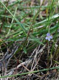 Attēlu rezultāti vaicājumam “Veronica scutellata flower”