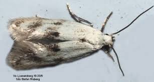 Attēlu rezultāti vaicājumam “Elachista maculicerusella”