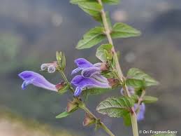 Attēlu rezultāti vaicājumam “Scutellaria galericulata leaf”