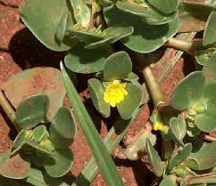 Attēlu rezultāti vaicājumam “Portulaca oleracea leaf”