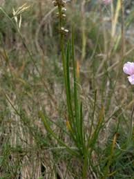 Attēlu rezultāti vaicājumam “Juncaginaceae”