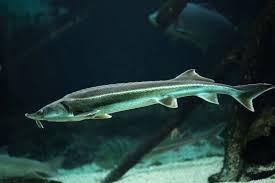 Image result for Acipenser oxyrinchus oxyrinchus