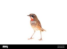 Image result for Luscinia calliope