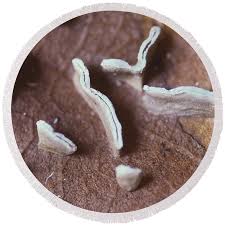 Attēlu rezultāti vaicājumam “Physarum bivalve”