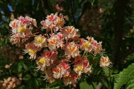 Attēlu rezultāti vaicājumam “Aesculus x hybrida flower”