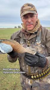 Attēlu rezultāti vaicājumam “Arrhenia spatulata”