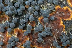 Attēlu rezultāti vaicājumam “Badhamia sp.”