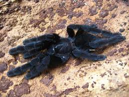 Attēlu rezultāti vaicājumam “Lamproderma nigrescens”