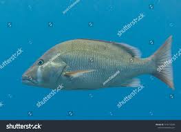 Image result for Lutjanus jocu