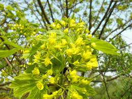 Attēlu rezultāti vaicājumam “Acer platanoides flower”