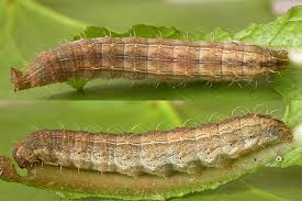 Attēlu rezultāti vaicājumam “Hoplodrina octogenaria”