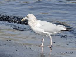Attēlu rezultāti vaicājumam “Larus argentatus adult”