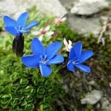 Attēlu rezultāti vaicājumam “Gentiana cruciata flower”