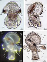 Attēlu rezultāti vaicājumam “Phronia sp. larva”