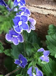 Attēlu rezultāti vaicājumam “Veronica chamaedrys flower”