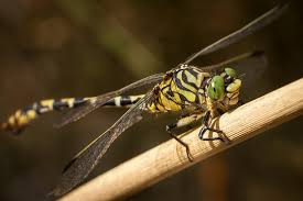 Attēlu rezultāti vaicājumam “Onychogomphus forcipatus”