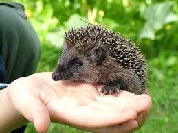 Image result for Igel