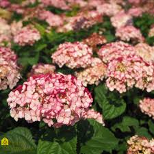 Attēlu rezultāti vaicājumam “Hydrangea arborescens subsp. discolor flower”