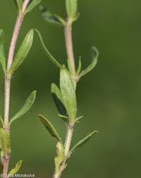 Attēlu rezultāti vaicājumam “Thymus pulegioides leaf”