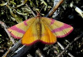 Attēlu rezultāti vaicājumam “Lythria cruentaria”